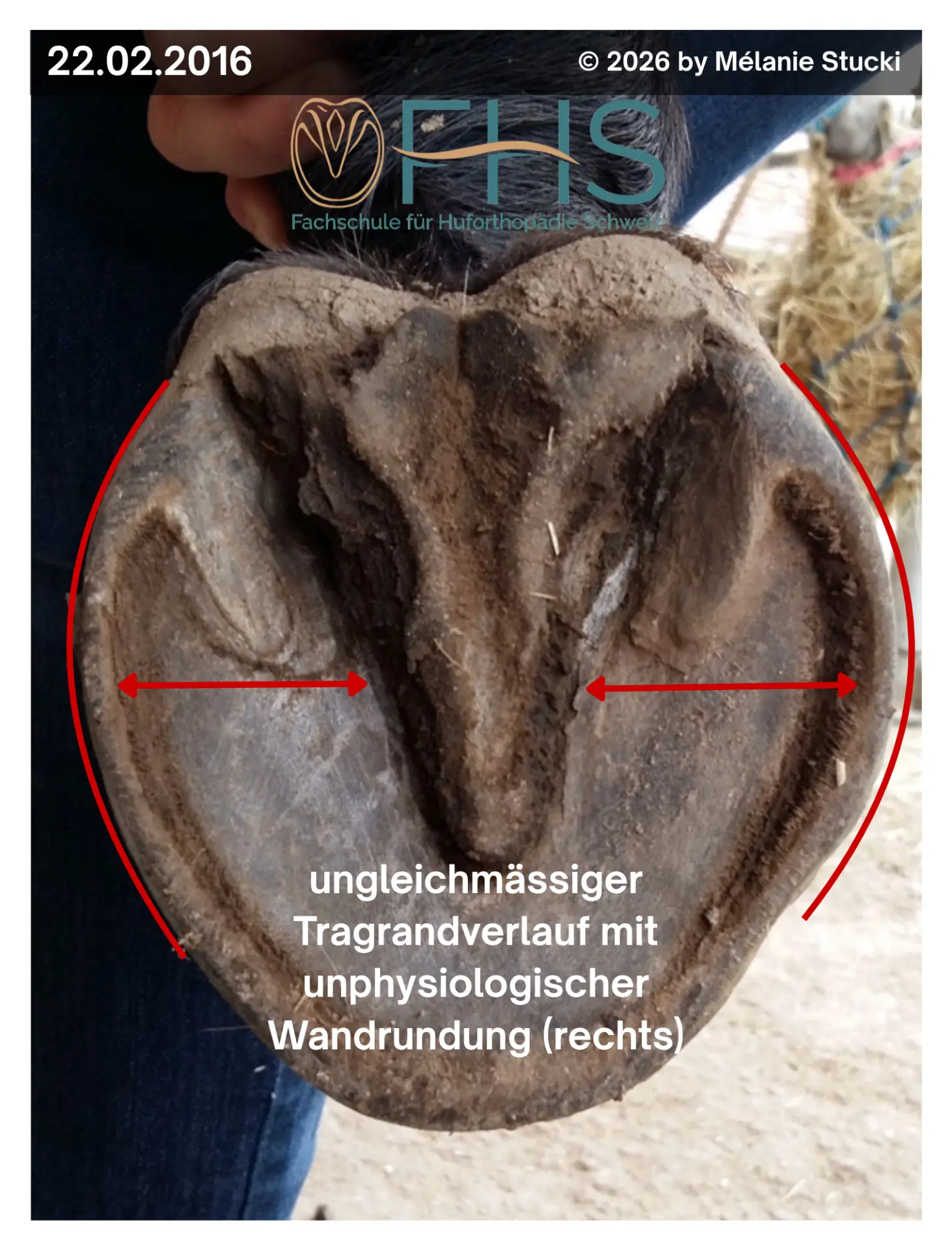 Huf vor der huforthopädischen Begleitung