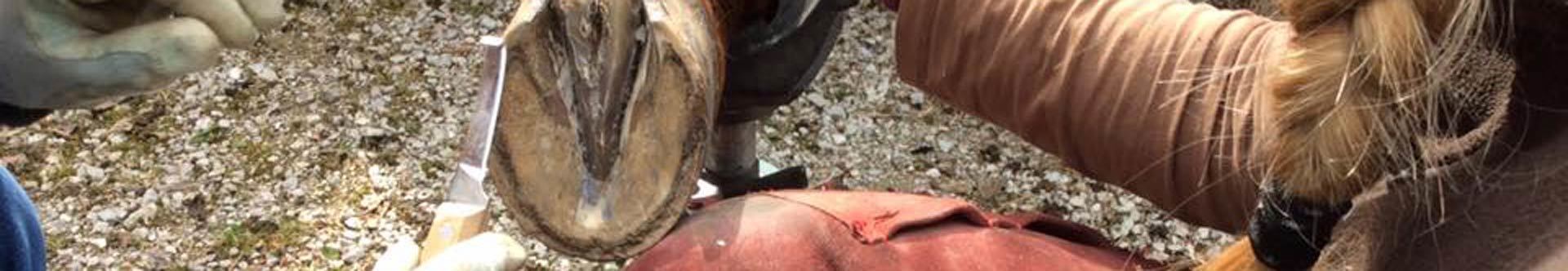 Nahaufnahme eines Pferdehufs bei der Hufbearbeitung durch einen Huforthopäden