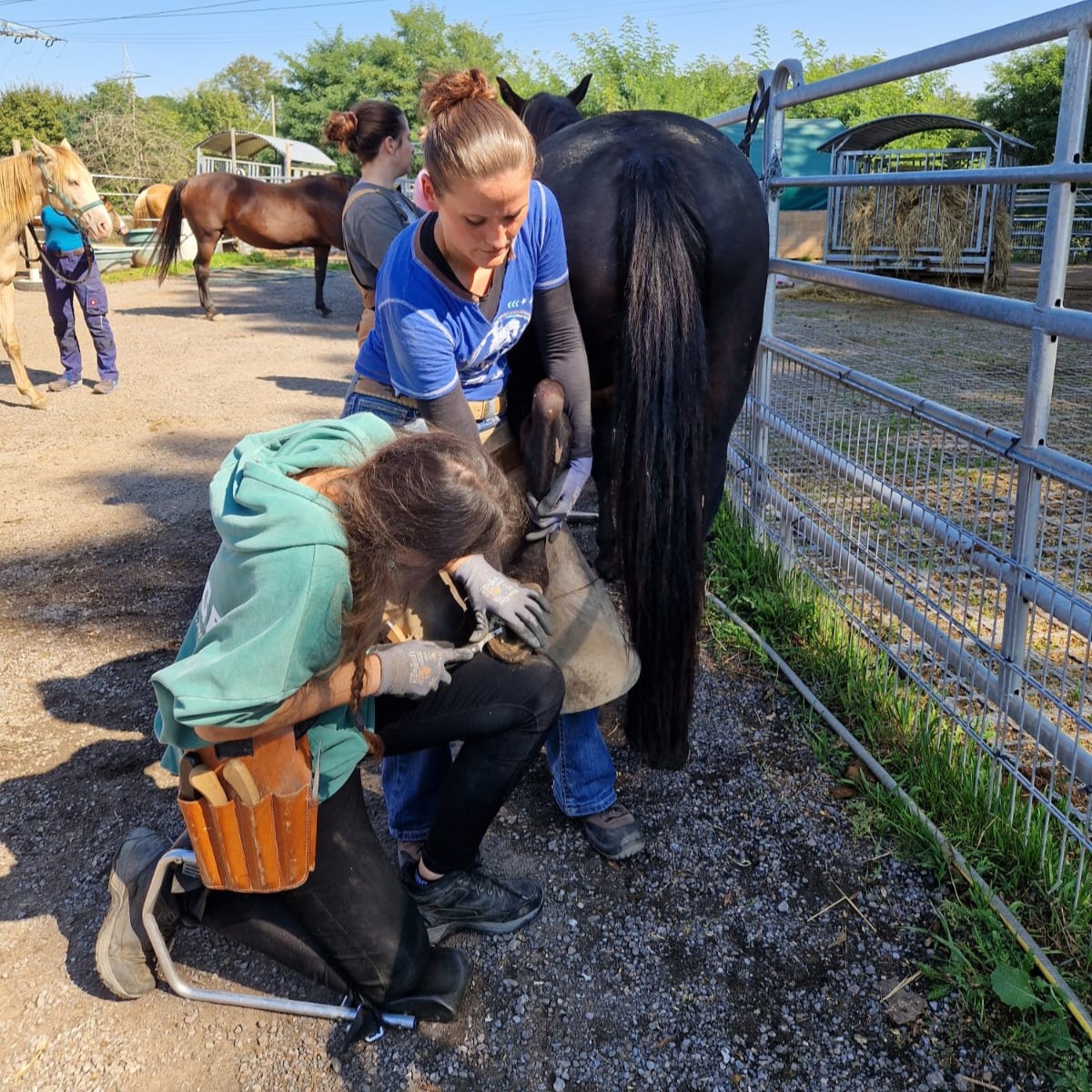 Zwei Huforthopädinnen in Ausbildung bearbeiten einen Hinterhuf eines Pferdes in ergonomischer Arbeitshaltung