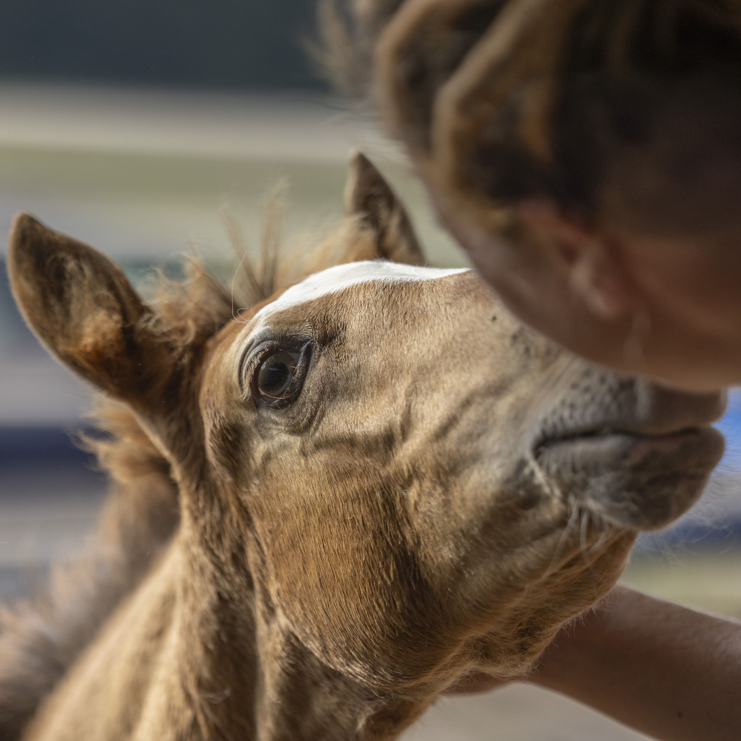 Nahaufnahme eines Fohlenkopfes, welches mit einer Ausbildnerin schmust