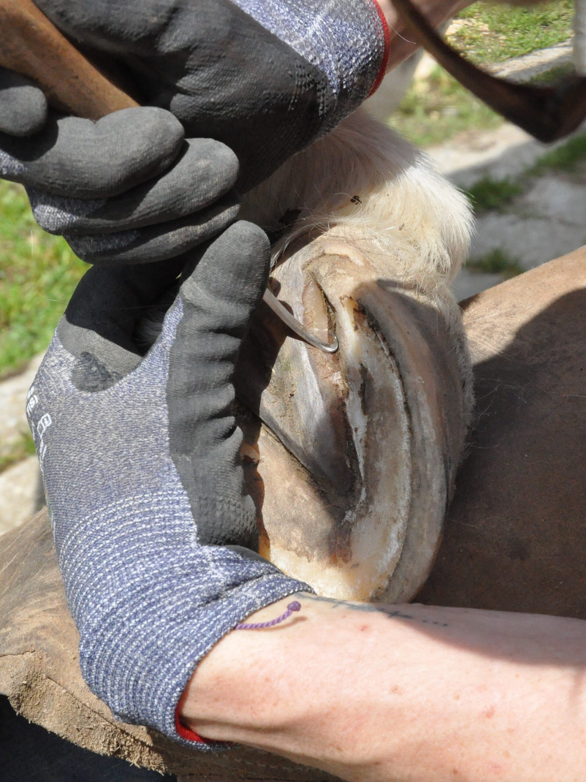 Nahaufnahme eines Pferdehufes, der mit dem Hufmesser bearbeitet wird.