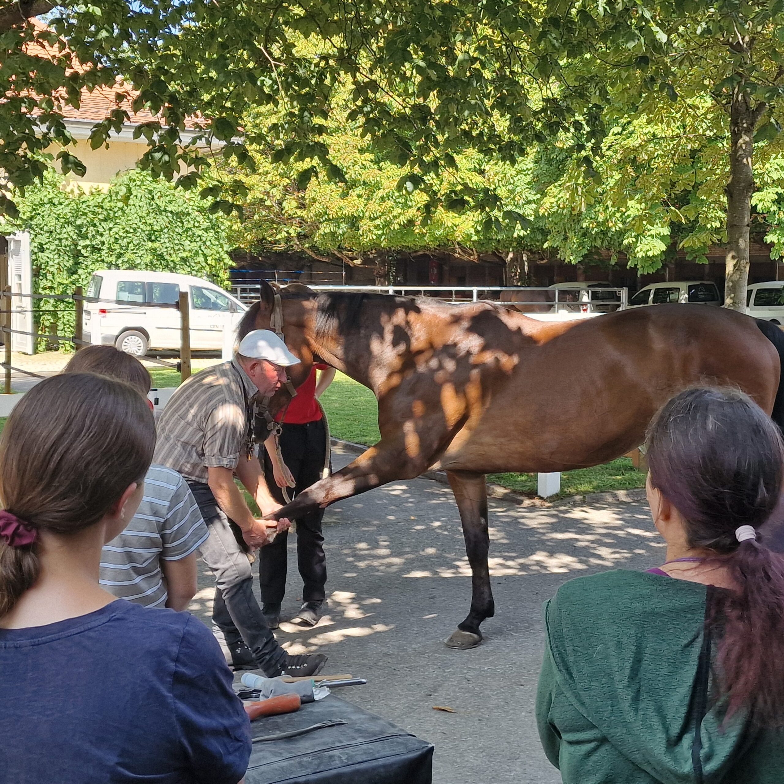 Tierarzt Beat Wampfler demonstriert die Lahmheitsdiagnostik